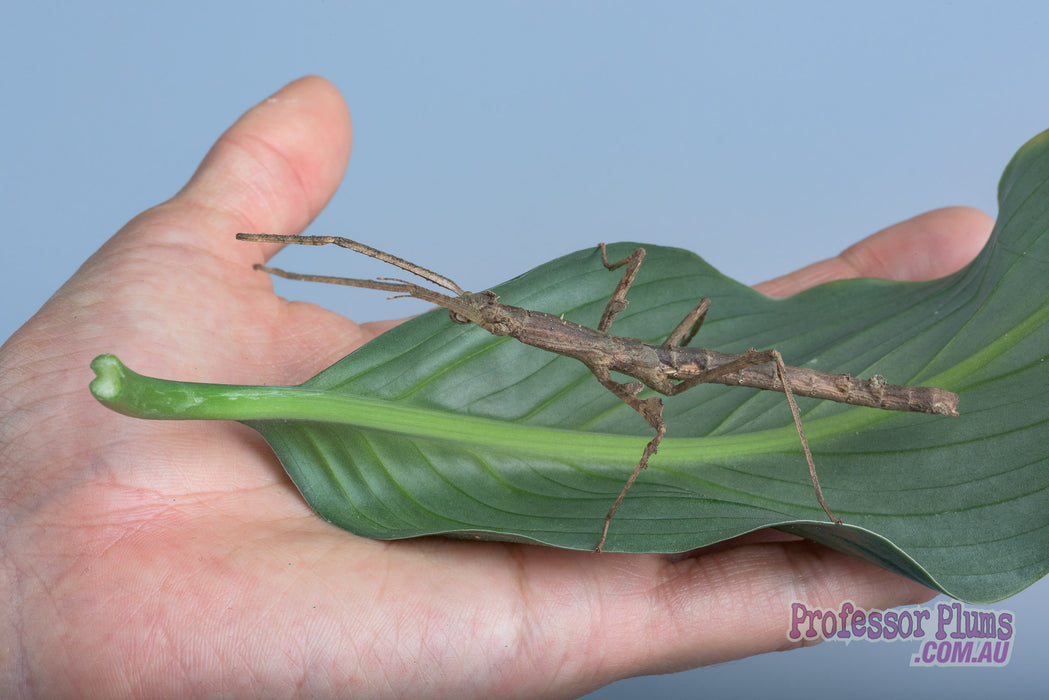 Insectimo Stick Insect (Crowned)