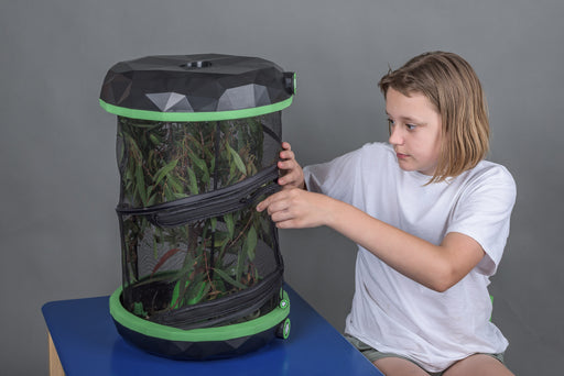 Insectimo — Professor Plums