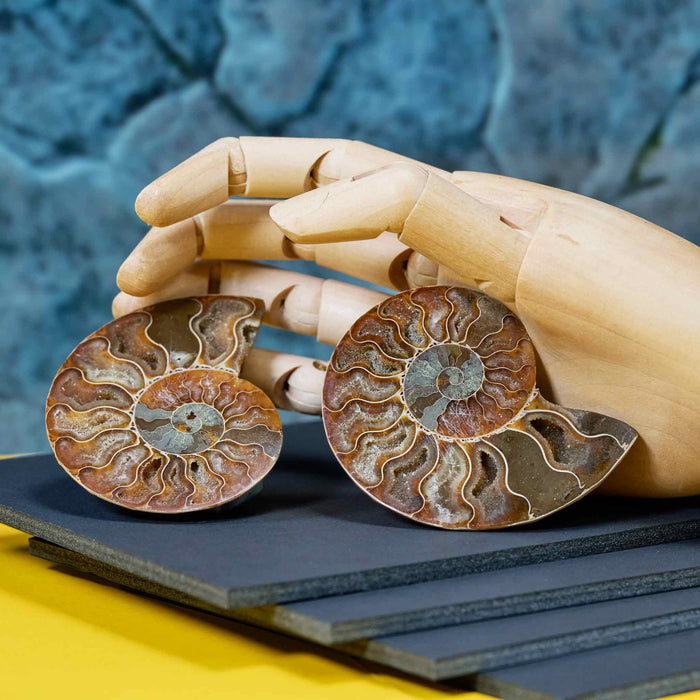 Large Ammonite Slice