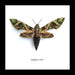 Bits And Bugs | Daphnis Nerii (Oleander Hawk-Moth) Framed