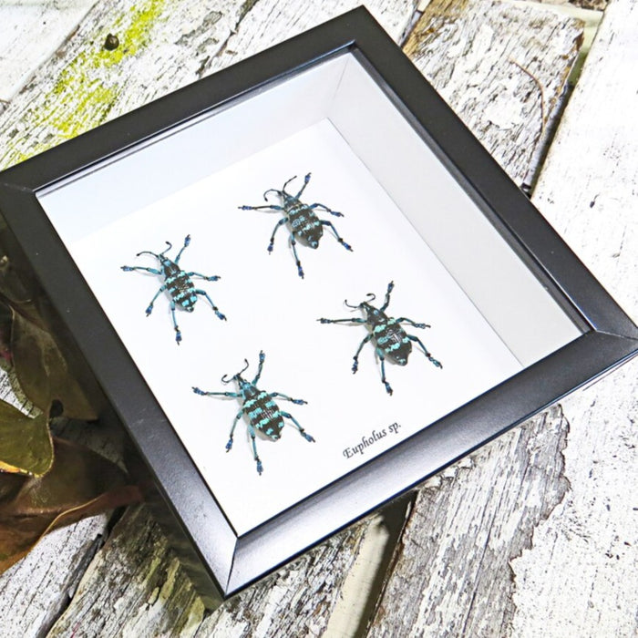 Eupholus Beetle Set of 4 Framed