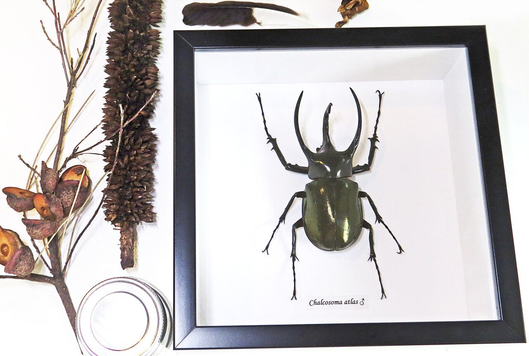 Rhinoceros Beetle (Chalcosoma atlas) Framed