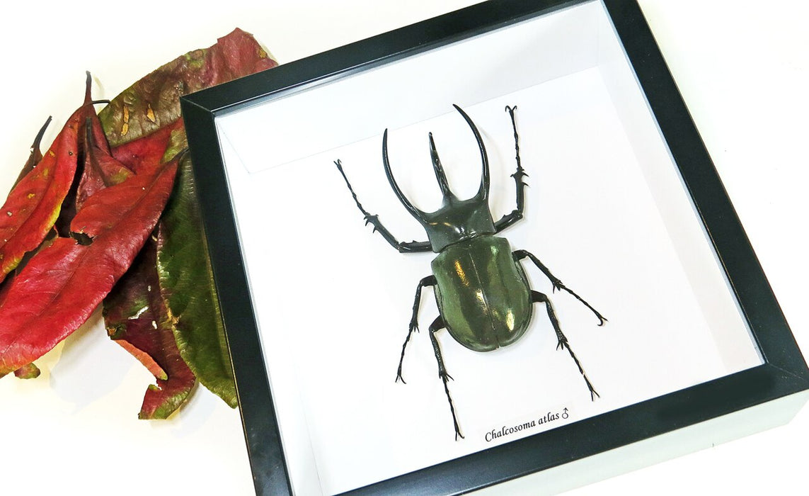 Rhinoceros Beetle (Chalcosoma atlas) Framed