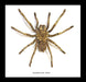Bits And Bugs | Tarantula Acanthoscurria Ferina Framed