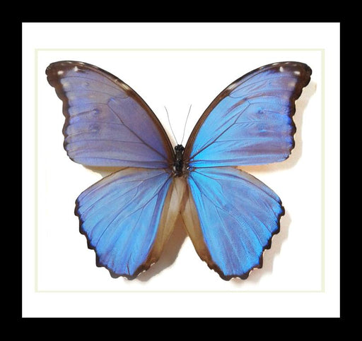 Bits And Bugs | Morpho Godarti Butterfly Framed