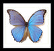 Bits And Bugs | Morpho Godarti Butterfly Framed