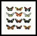 Bits And Bugs | Ithomiinae Butterfly Framed Set Of 12