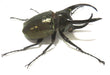 Bits And Bugs | Chalcosoma Atlas Framed