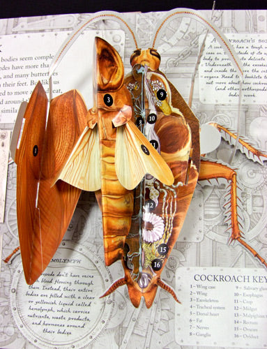 Bugs A Pop-up Journey into the World of Insects
