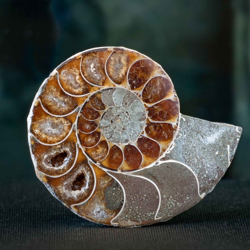 British Fossils - Gemstones