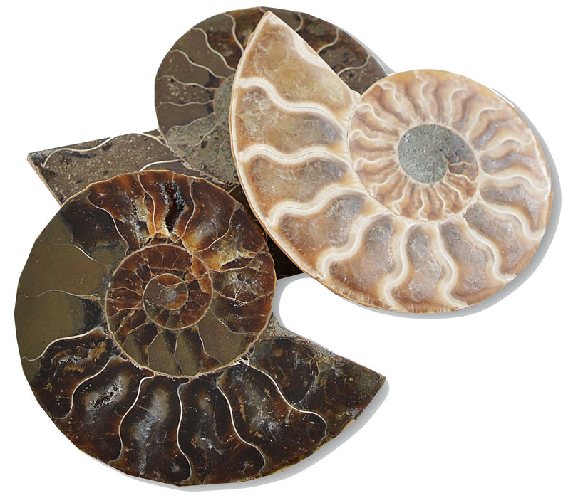 Cut and Polished Ammonite