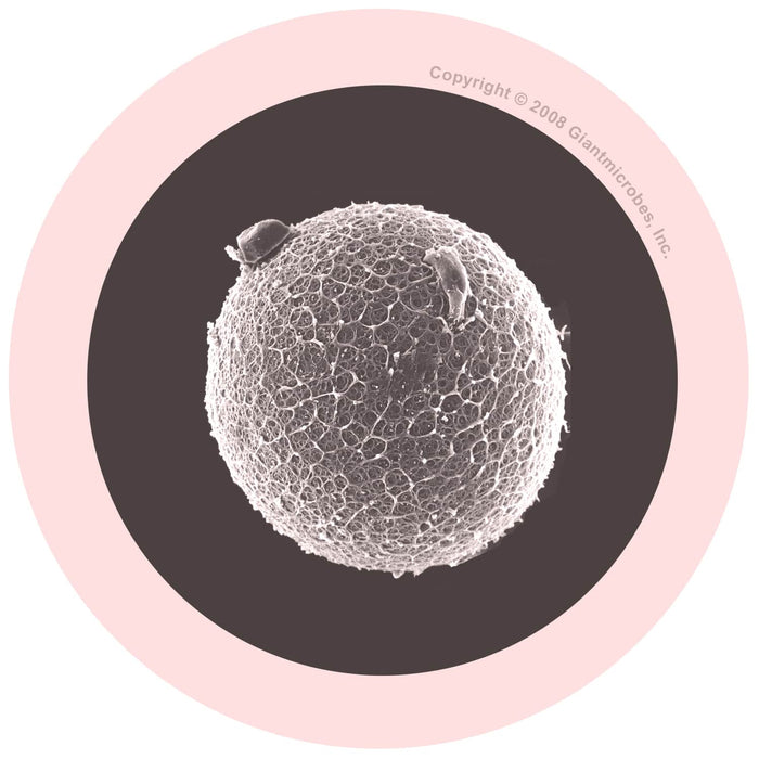 Egg Cell XL 15cm & Mini Magnetic Sperm Cell