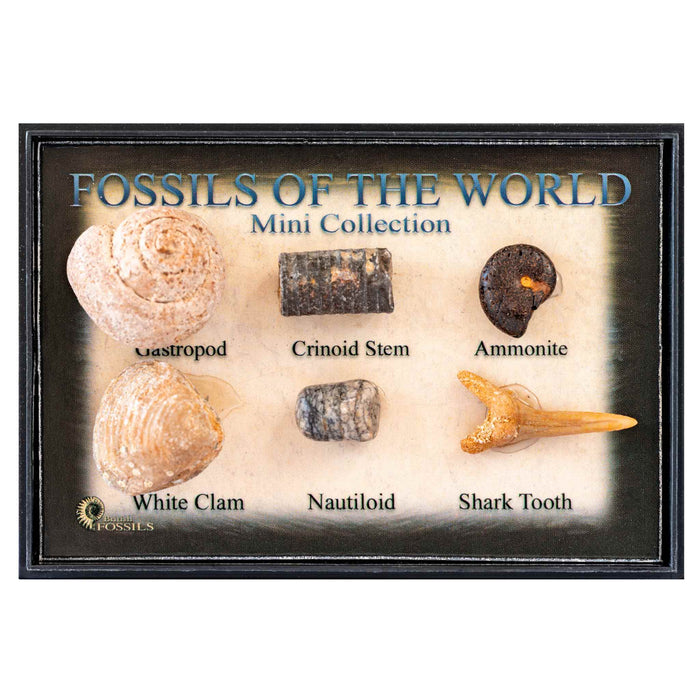 Fossils of the World Mini Collection