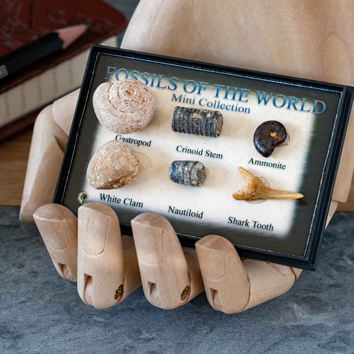 Fossils of the World Mini Collection