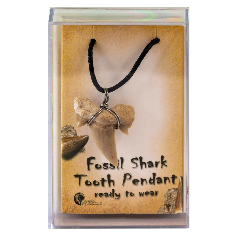Fossil Shark Tooth Pendant