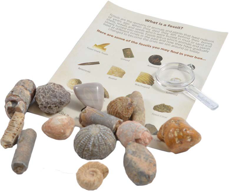 Fossil Collection Kit
