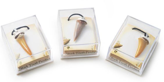 Fossil Shark Tooth Pendant