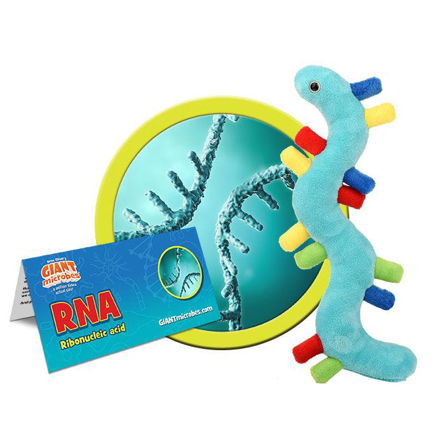RNA (Ribonucleic acid)