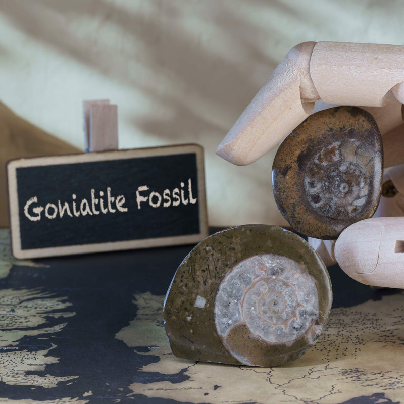 British Fossils - Gemstones
