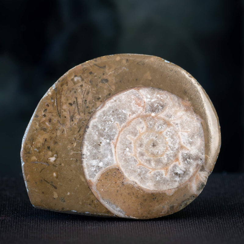 British Fossils - Gemstones