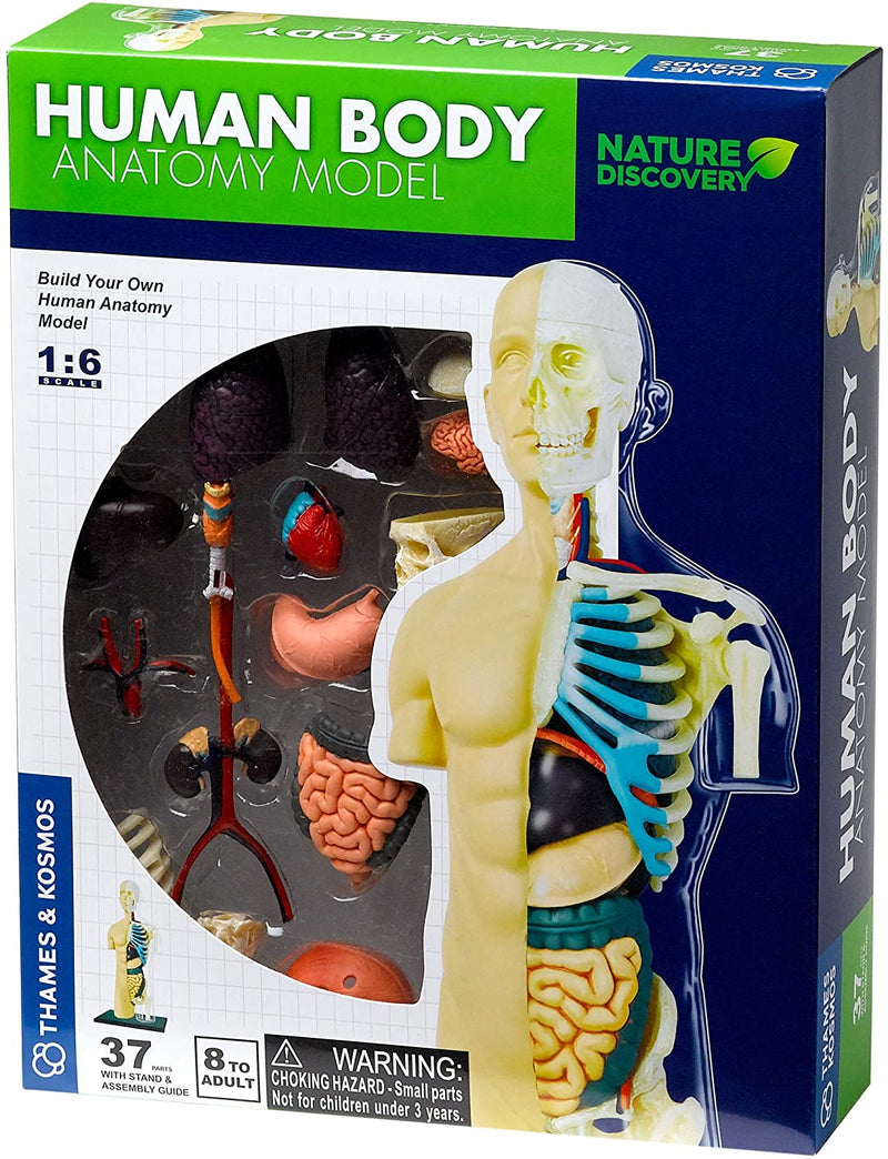 Human Body Anatomy Model