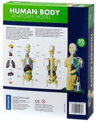 Human Body Anatomy Model