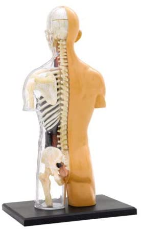 Human Body Anatomy Model