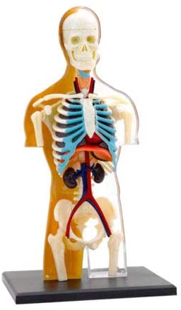 Human Body Anatomy Model