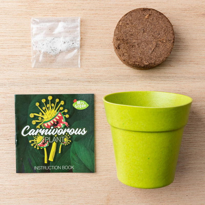 A small green potted Carnivorous plant sits on wooden background 