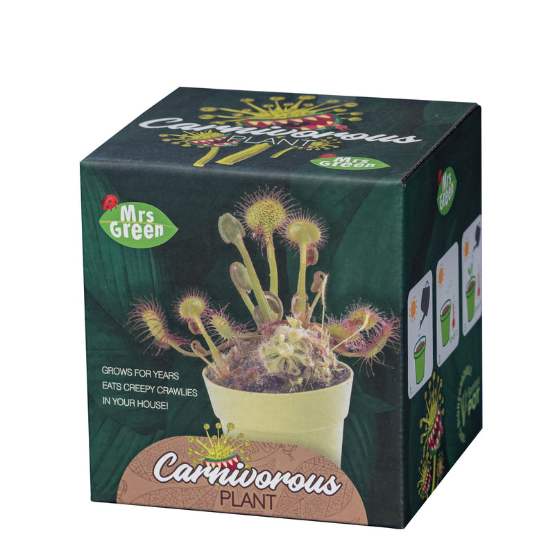 A small green potted Carnivorous plant sits on a white background from Mrs green