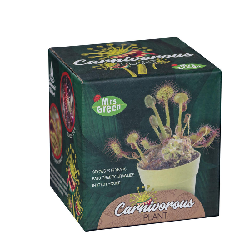 A small green potted Carnivorous plant sits on a white background