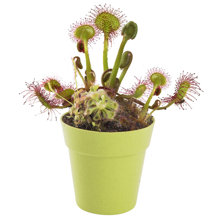 Grow Your own Carnivorous Plant