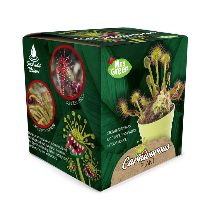 Grow Your own Carnivorous Plant