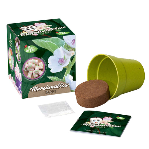 marshmallow plant packaging and contents 