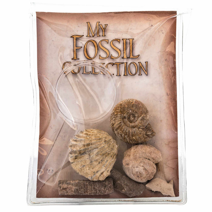 My Fossil Collection