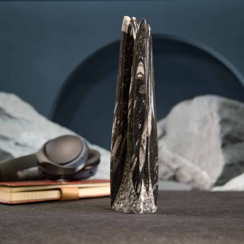 Nautiloid Chambered Orthoceras Sculpture