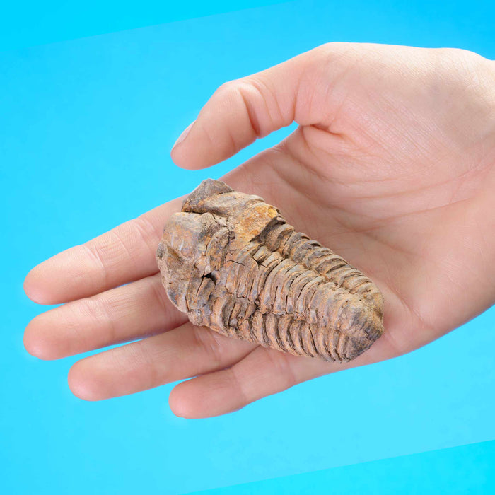 Single Trilobite Fossil