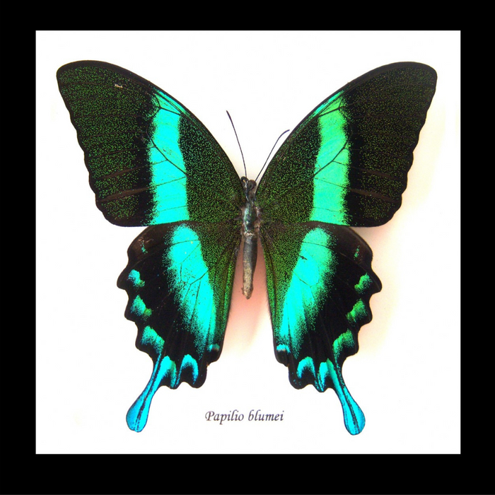 Papilio blumei Framed