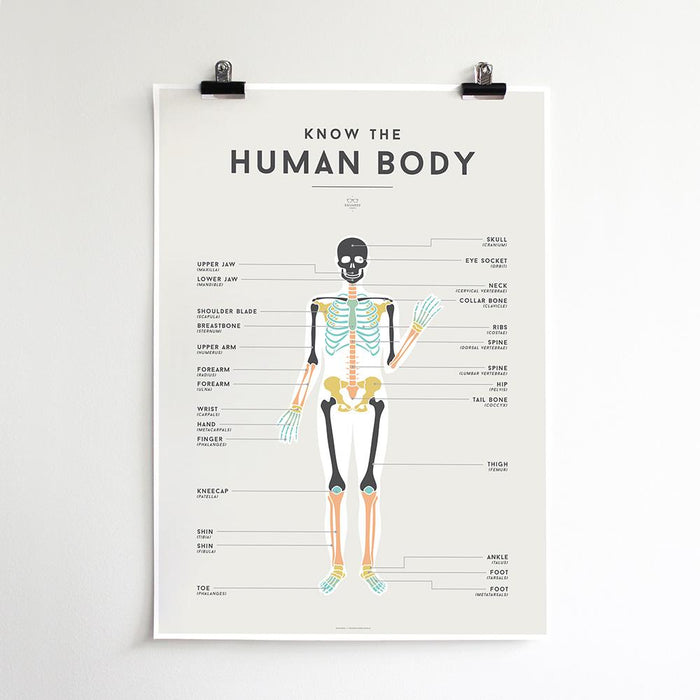 Human Body Poster