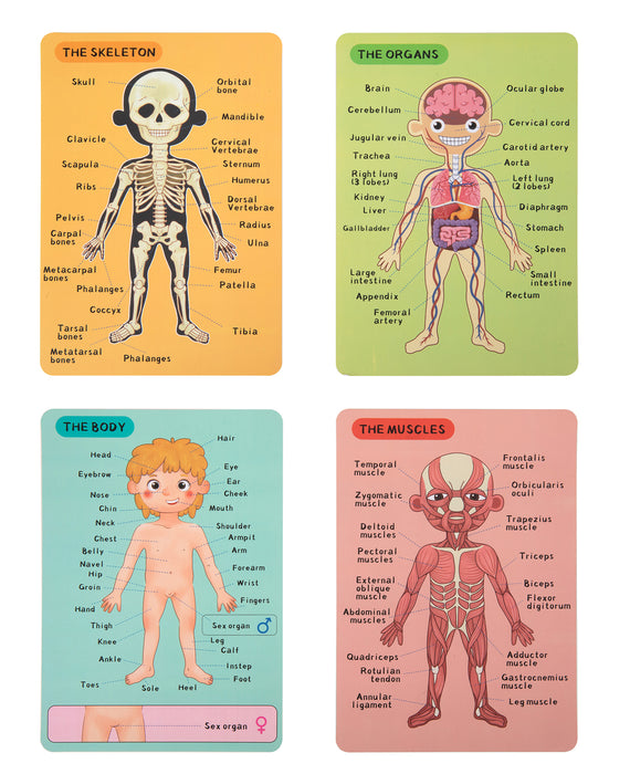 Magnetic Body Chart