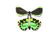 Wind Up Australian Butterflies green