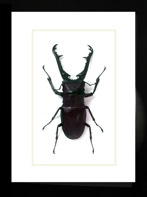 Bits And Bugs | Prosopocoilus Giraffa (Giraffe Stag-Beetle) Framed