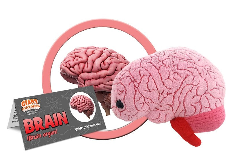 Brain