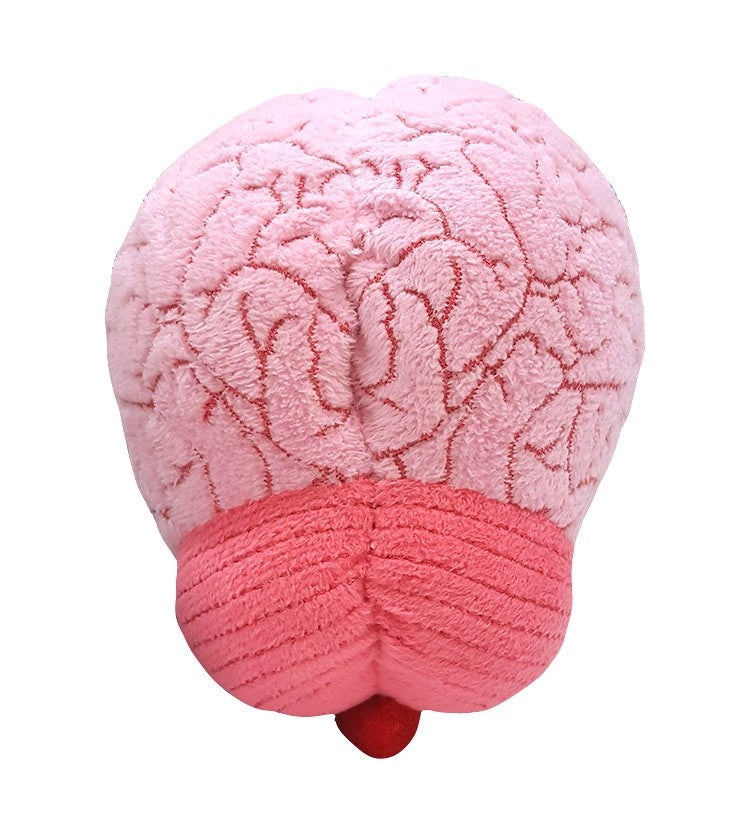 Brain