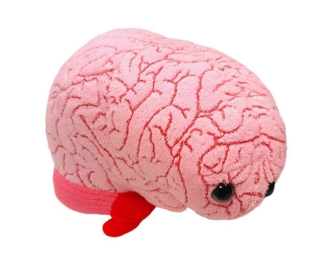 Brain