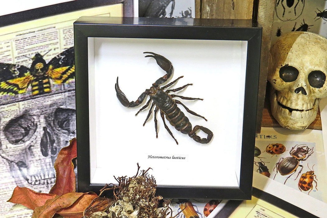 Framed Scorpion Heterometrus laoticus (Laos Forest Scorpion)