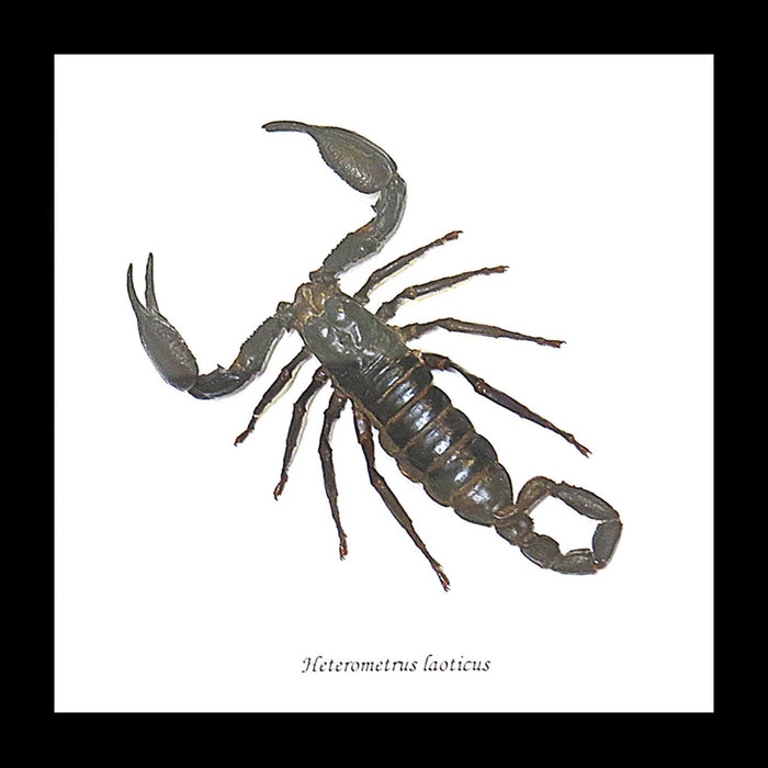 Framed Scorpion Heterometrus laoticus (Laos Forest Scorpion)