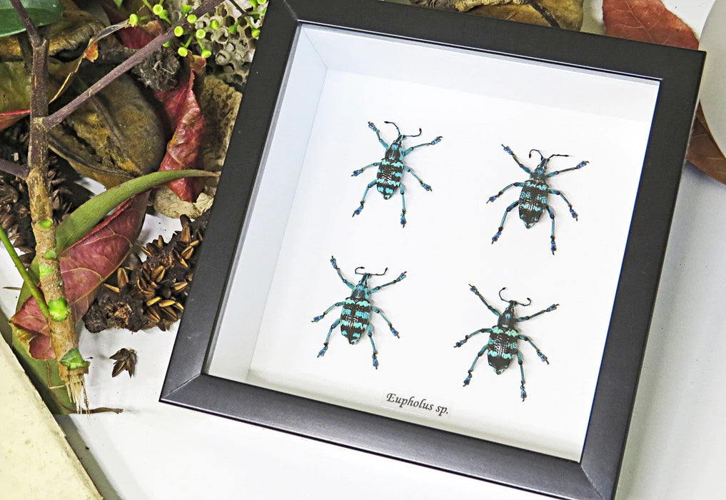 Eupholus Beetle Set of 4 Framed