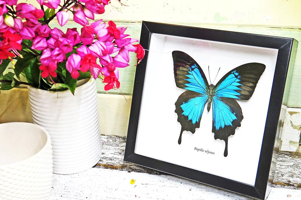 Papilio Ulysses Framed