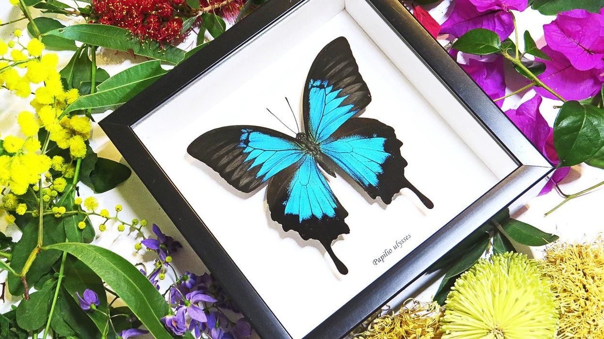 Papilio Ulysses Framed
